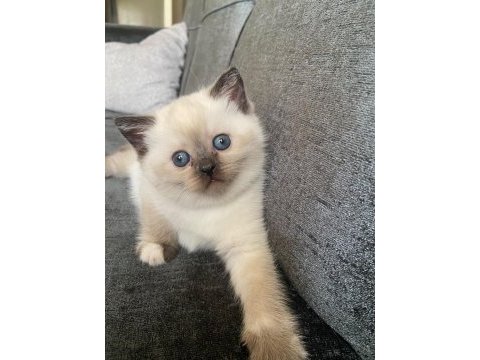 2 tane blue point dişi kedimiz