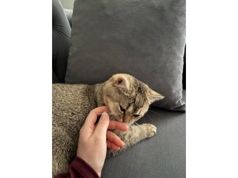 Kedimiz cekuyu sahiplendiriyorum