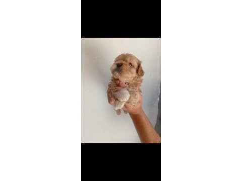 Dişi erkek maltipoo yavrular tuvalet eğitimli