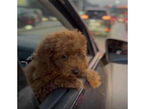Toy poodle 3 aylık