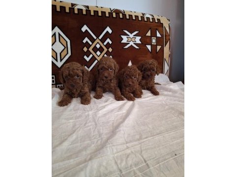 Sağlıklı orjinal poodle