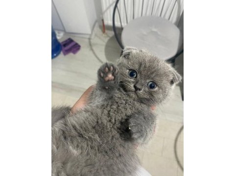 A kalite scottish fold bebişler