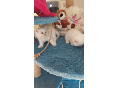 Daha iyisi şimdilik yok british shorthair