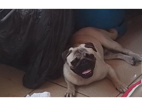 18 aylık erkek saf kan çipli pug