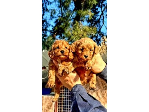 Maltipoo yavrularımda son nokta