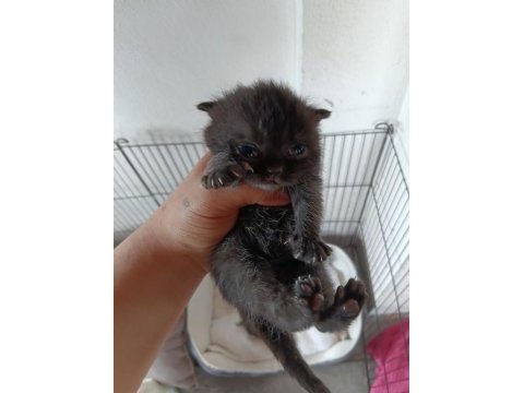 Scottish fold bebekler yuva arıyor