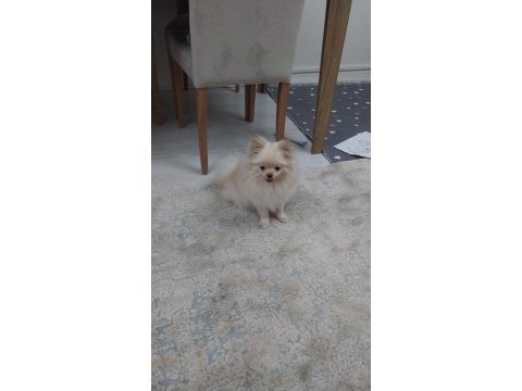 Dişi pomeranian