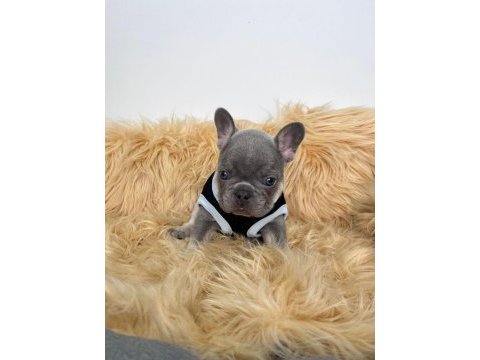 Lilactan isabella taşıyıcı bebişler french bulldog