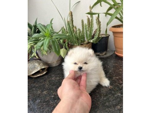 Ayı surat pomeranian yavrumuz