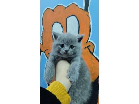Bristh shorthair ve scotih fold yavrularimiz