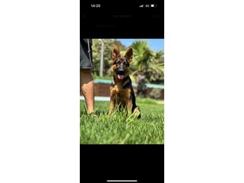 Almanların efsaneleşen köpeği alman kurdu yavruları