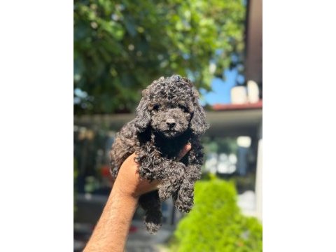 Eşsiz güzellikteki toy poodle bebekler