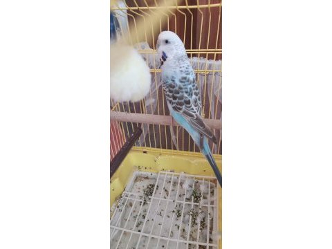 Çift yavru veren muhabbet kuşları