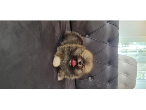 Show kalite pomeranian boo