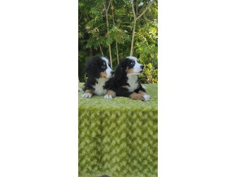 A kalite bernese mountain dog yavrular