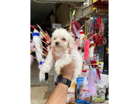 2 aylık maltese terrier
