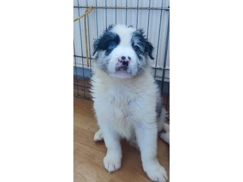 Safkan bebek surat border collie yavrularımız