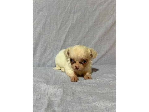 Chihuahua köpeklerimiz