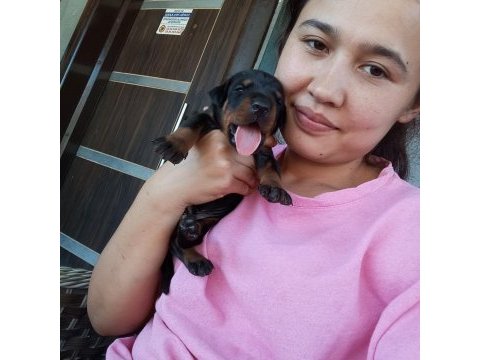 Şecereli doberman yavrularımız