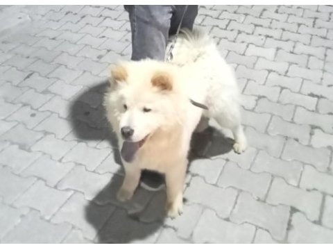 Arkadaş canlısı oğluşum çin aslanı