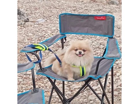 Pomeranian boo thecup