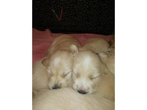 Baby face erkek golden retriever