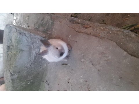 Cüce tavşan yavrusu