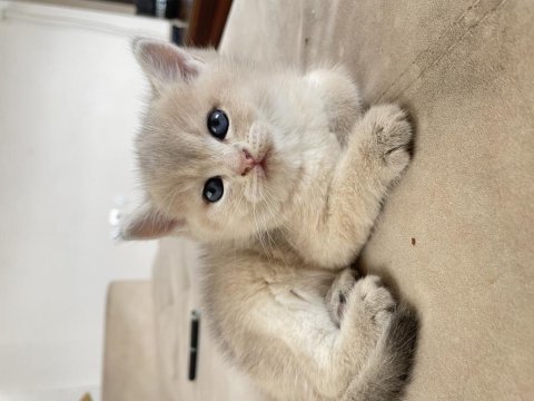 2 aylık british shorthair gold