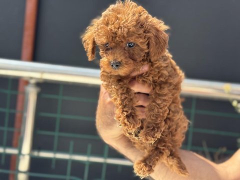 Petmode köpek çiftliğinden toy poodle