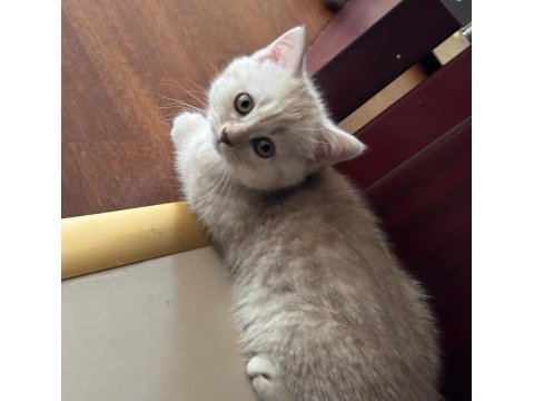 2 scottish fold longhair disi ve 1 erkek shorthair yavrular