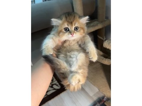 British longhair ny11 dişi golden