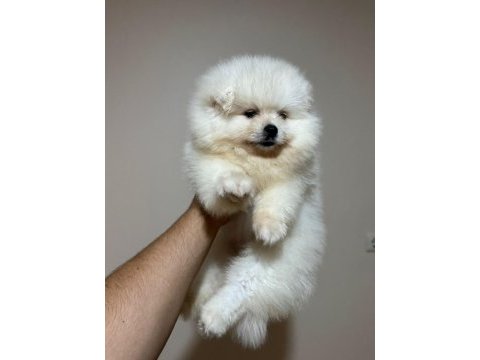 Kar beyazı pomeranian bebeklerimiz