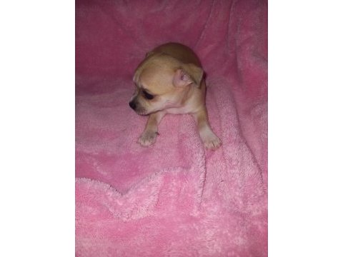 Mini chihuahua