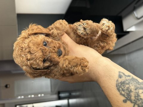 En uygun toy poodle 55 günlük