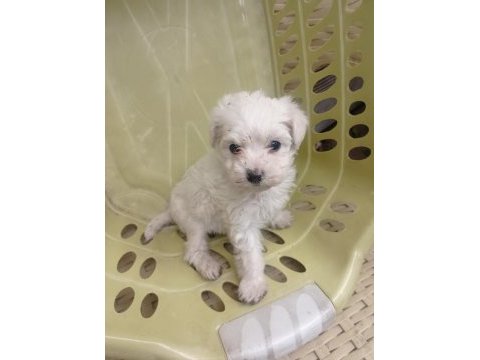 Minyatür boy maltese yavrular