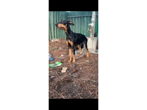 4 aylık saf kan doberman