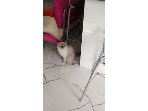 Scottish fold blue point ücretsiz