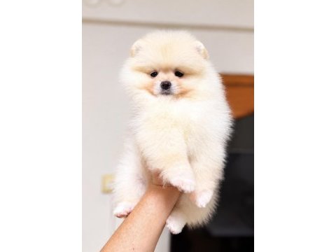 Dişi pomeranian boo köpeği
