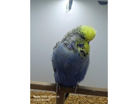 Show jumbo muhabbet kuşu