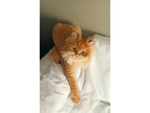 Kızanda gold dişi british longhair