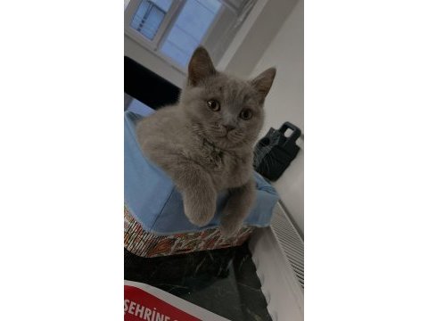 British shorthair oğlumuz yeni ailesini arıyor
