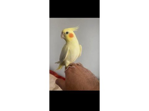 Sevimli lutino sultan papağanı