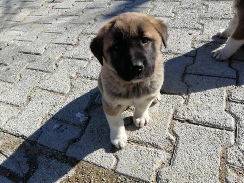 5 adet yavru kangal 3 erkek 2 dışı