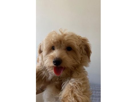3 aylık maltipoo sahiplendiriyorum