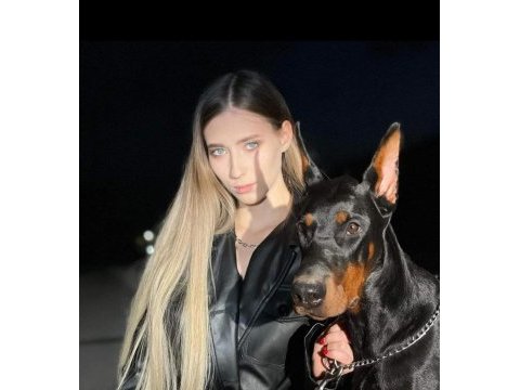 Gerçek doberman yavruları