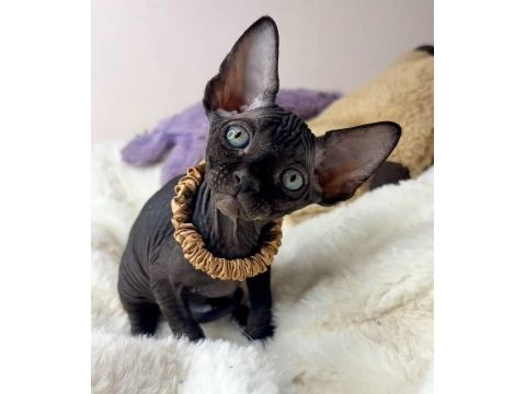 Elite black sphynx kittens