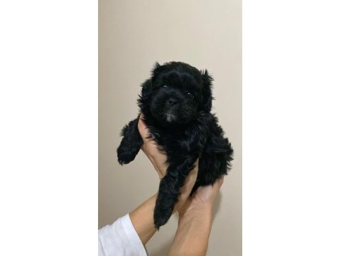 Maltipoo bebeğim