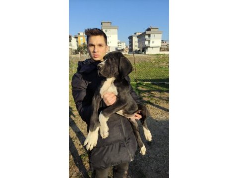 Great dane danua yavrularımız