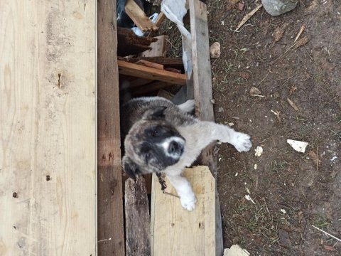 Köpeğimiz çok güzel