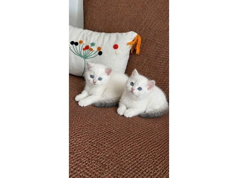 Golden point british shorthair yavrularımız